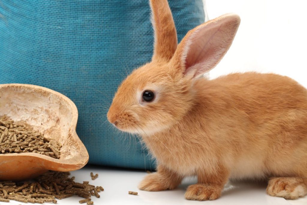 Che Tipo Di Legno Possono Mangiare I Conigli?