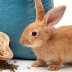 Che Tipo Di Legno Possono Mangiare I Conigli?