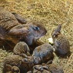 Perché I Conigli Fanno Morire I Figli?