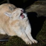 Perché Il Coniglio Digrigna I Denti?