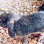 Cosa Fanno I Conigli Quando Stanno Per Morire?
