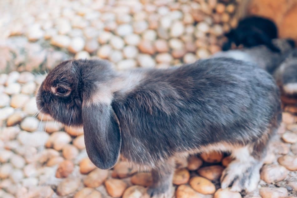 Cosa Fanno I Conigli Quando Stanno Per Morire?