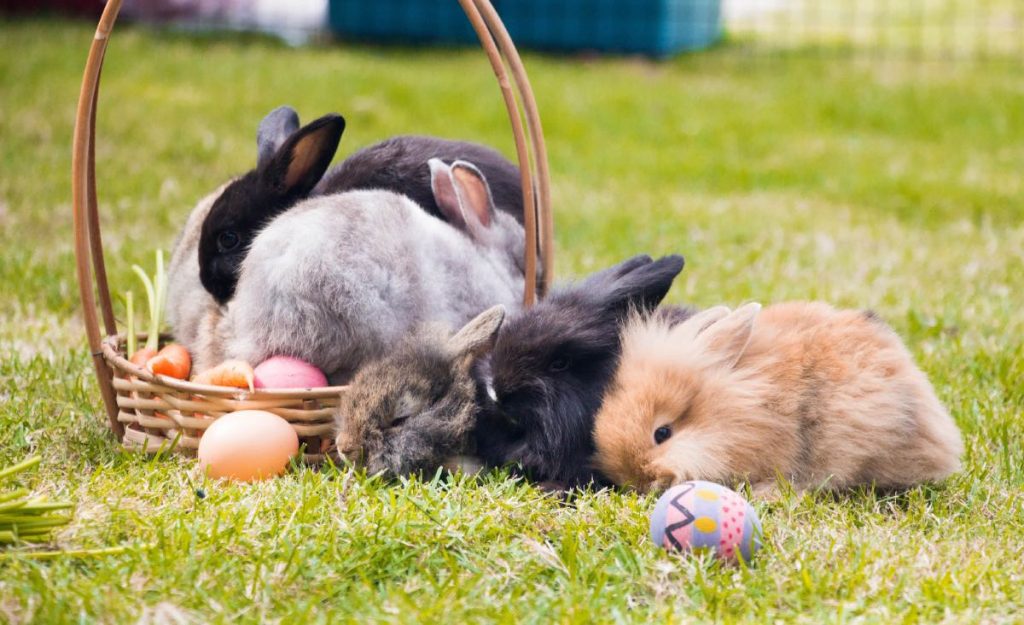 Le 15 Razze Di Conigli Più Affettuose