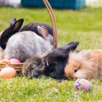 Le 15 Razze Di Conigli Più Affettuose