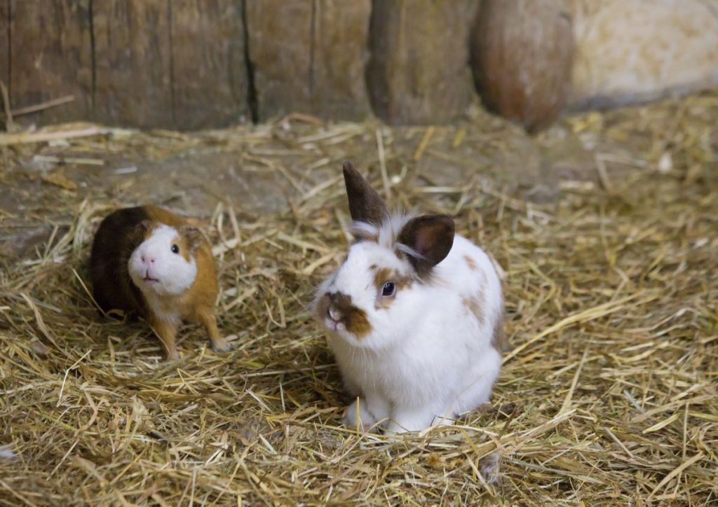 Qual'è La Differenza Tra Coniglio Nano E Porcellino D'india