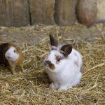 Qual'è La Differenza Tra Coniglio Nano E Porcellino D'india