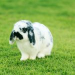 Perché Il Mio Coniglio Nano Mi Gira Intorno?