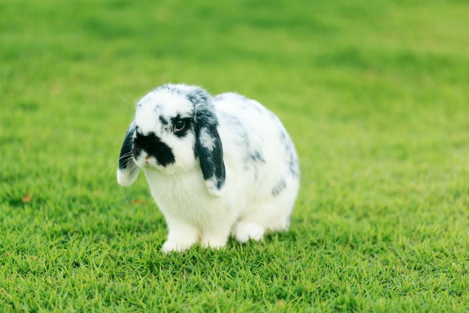 Perché Il Mio Coniglio Nano Mi Gira Intorno?