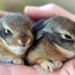 I 21 più Frequenti Comportamenti Strani Dei Conigli
