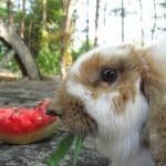 I Conigli Possono Mangiare L'anguria?